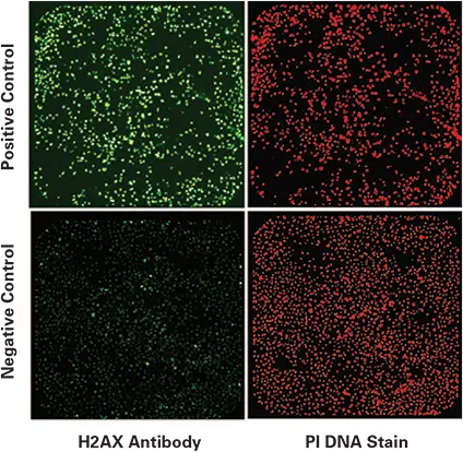 図 2. ImageXpress VelosシステムによるDNA損傷アッセイの陽性および陰性コントロールウェルのホールウェル画像。画像は384ウェルプレートの緑（左）および赤（右）チャンネルからのもの。