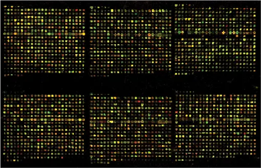 図2. プレビュースキャンモードでスキャンしたDNAアレイ。PMTのバランスが良いため、ほとんどのスポットが黄色に見える。
