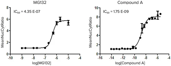 図5：陽性対照化合物MG132（左）とサンプルヒット化合物A（右）の用量反応曲線。核コンパートメント：細胞質平均強度の比をプロットすることにより、IC50値を決定した。陽性対照化合物MG132のZ'値が0.7以上であったことから、本アッセイのロバスト性が証明された。