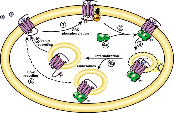 図1. トランスフルオアッセイ技術。GPCRの脱感作と再感作のモデルにおけるアレスチンの役割。(1) アゴニストによって活性化されたGPCRは、GRK（Gタンパク質共役型受容体キナーゼ）によってカルボキシル末端尾部でリン酸化される。(2) アレスチン(Arr)はアゴニストによって占有され、GRKによってリン酸化された細胞膜の受容体に移動し結合する。(3)アレスチンは脱感作されたレセプターをエンドサイトーシスのためにクラスリンでコートされたピットに標的化する。(4a) いくつかのレセプターはアレスチンと低親和性で結合し、細胞膜あるいはその近傍でアレスチンから解離する。(5) これらのレセプターはアレスチンを介さずにエンドサイトーシス小胞に内在化し、速やかに再利用される。(4b) 他のレセプターはアレスチンと高い親和性で結合し、アレスチンと結合したまま、レセプター-アレスチン複合体がユニットとしてエンドサイトーシス小胞に内在化する。(6) これらのレセプターはゆっくりとリサイクルする。