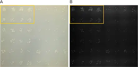 図5. QTray全体の画像。A)標準カメラ画像、B)大腸菌濃度の異なる部分スパイラルパターンを用いてプレーティングしたQTrayのQPix 460白色光画像。