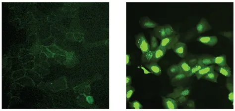 図2. 10倍のPlan Fluor対物レンズを用いて取得した拡大画像。通常のWnt発現に対する反応。蛍光EGFPはかすかに見え、細胞膜に分散しており、細胞核には集積していない（左）。GSK-3β阻害剤で処理すると、Wntシグナル伝達が阻害され、ß-カテニン-EGFPが核内に移動する（右）。