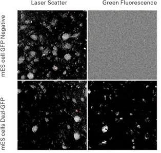 図1. マウス胚培養フィーダー（mEF）で培養したマウスES細胞。トップパネル： GFP陰性株のCh 2散乱（左）とCh 1緑色蛍光（右）。下パネル： Dazl-GFP発現株のCh 2散乱（左）とCh 1緑色蛍光（右）。画像は2.5ミクロンプレーティングで、細胞は6ウェルTCプレートに入れた。