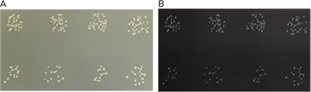 図6. 図4で撮影したQTray上にプレーティングした最高濃度の大腸菌サンプル8種の拡大図。A) 標準カメラおよびB) QPix 460白色光拡大画像を示す。これらのサンプルは互いに明確に分離しており、交差汚染は観察されなかった。