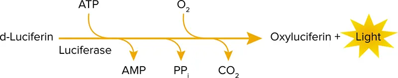 図1. ホタルルシフェラーゼが触媒する反応。