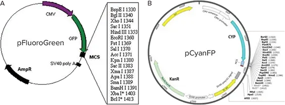 図1 （A）アンピシリン耐性とGFP遺伝子を持つpFluoroGreenプラスミドベクターマップ。(B）カナマイシン耐性とCYP遺伝子を持つpCyanFPプラスミド。