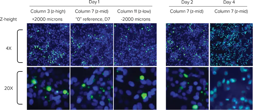 図4. 4倍および20倍での細胞のイメージング。青＝全細胞、緑＝死細胞。(左）1日目、タモキシフェンフロー開始前のD列（ビヒクルコントロール）を横切る濃度勾配。(右）2-4日目、濃度対時間のリアルタイムタモキシフェン露光カイネティクス（G行）。