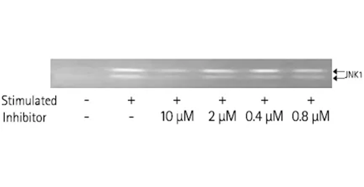 微量の内因性リン酸化型JNK1の検出